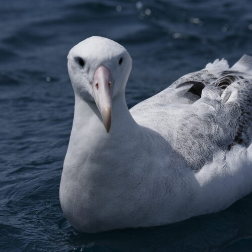 Gibson's  Albatross