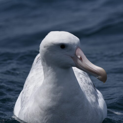 Gibson's  Albatross