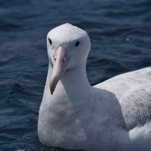 Gibson's  Albatross