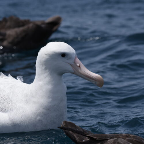 Gibson's  Albatross