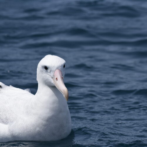 Gibson's  Albatross