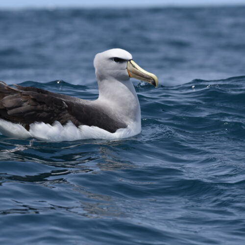 Salvin's Albatross