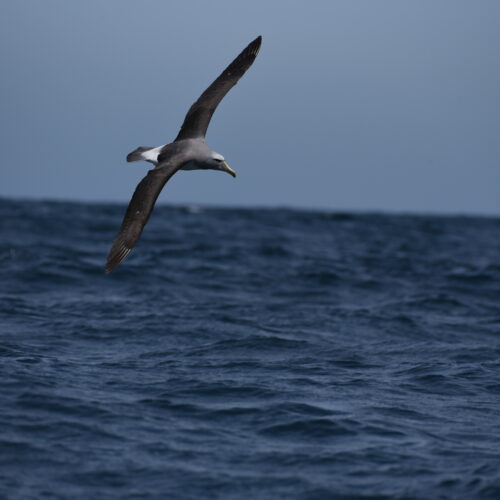 Salvin's Albatross