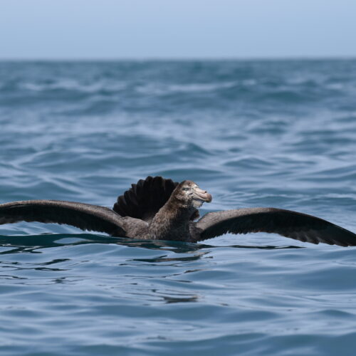 Northern Giant Petrel