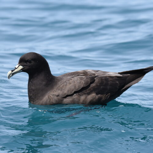 Westland Petrel