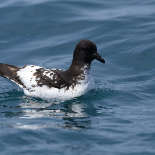 Cape Petrel