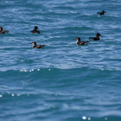 Hutton's Shearwater