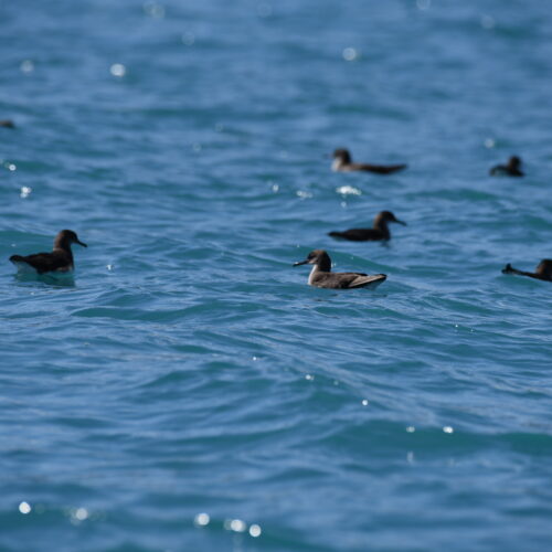 Hutton's Shearwater