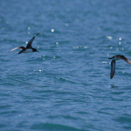 Hutton's Shearwater