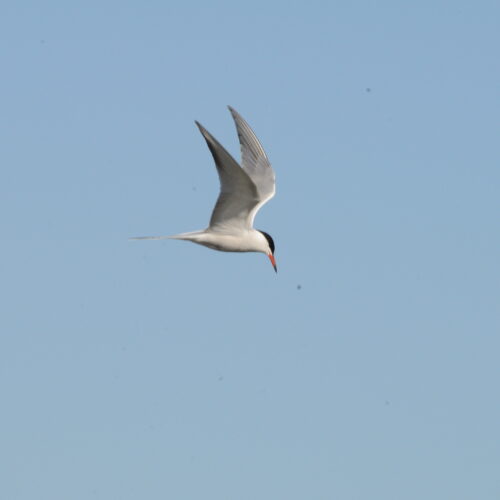 Common Tern