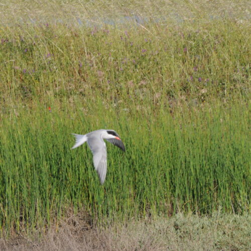 Common Tern