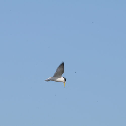 Little Tern