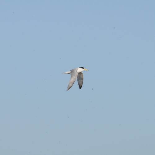 Little Tern