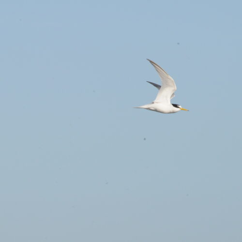 Little tern