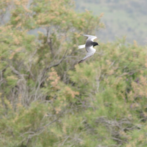 White-winged Black Tern