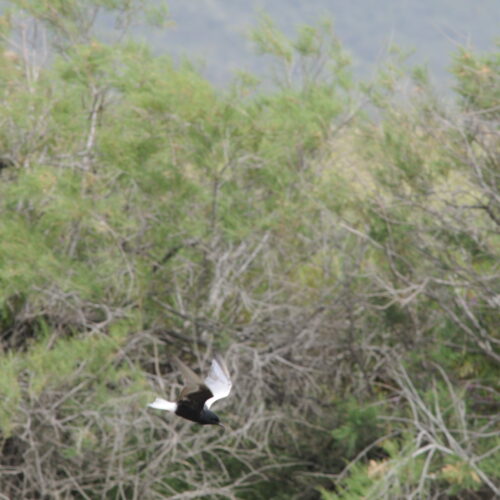 White-winged Black tern