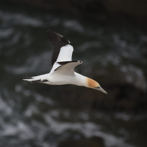 Australasian Gannet