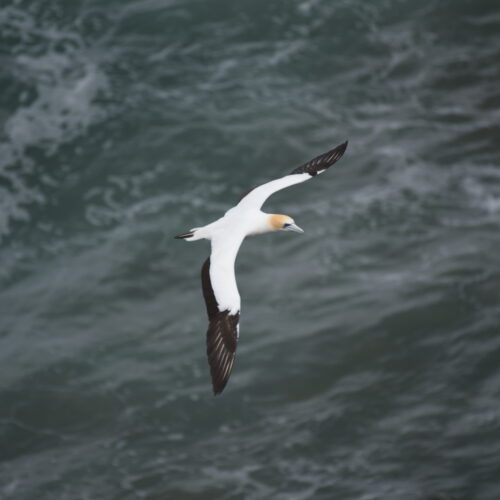 Australasian Gannet