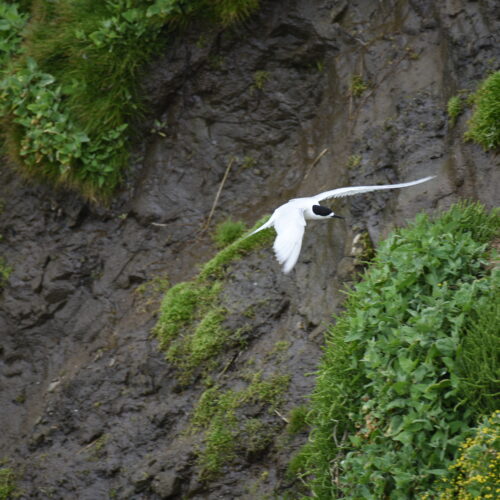 White-fronted Tern