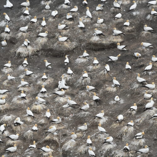 Australasian Gannet