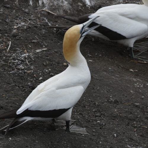 Australasian Gannet