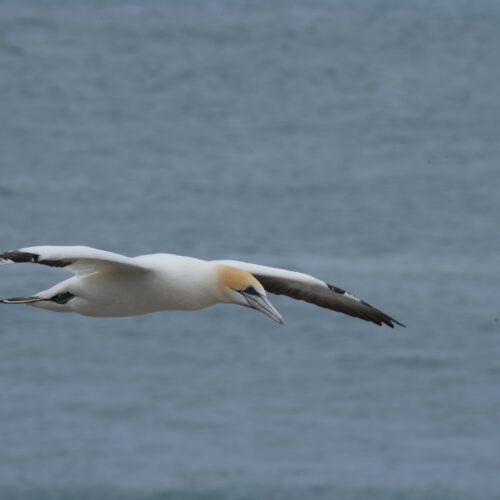 Australasian Gannet