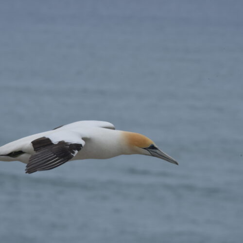 Australasian Gannet