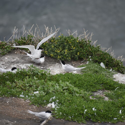 White-fronted Tern