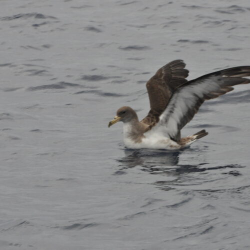 Cory's Shearwater