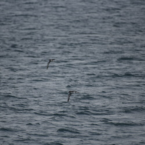 Fluttering Shearwater