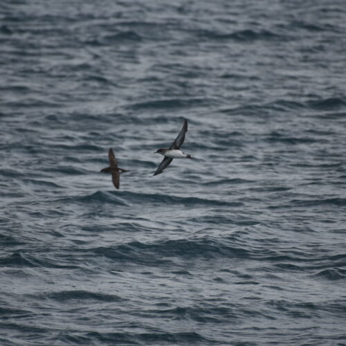 Fluttering Shearwater