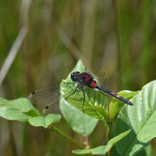 Leucorrhinia dubia Venwitsnuitlibel