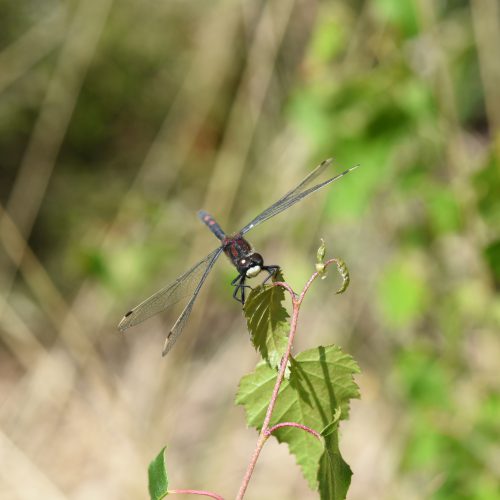 Leucorrhinia dubia Venwitsnuitlibel