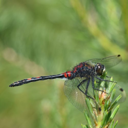 Leucorrhinia dubia Venwitsnuitlibel