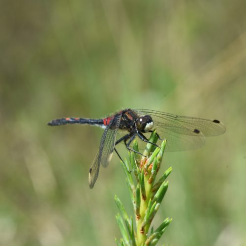 Leucorrhinia dubia Venwitsnuitlibel