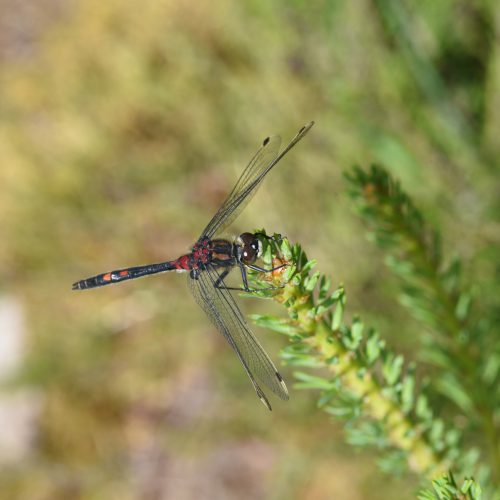 Leucorrhinia dubia Venwitsnuitlibel