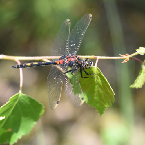 Leucorrhinia dubia Venwitsnuitlibel