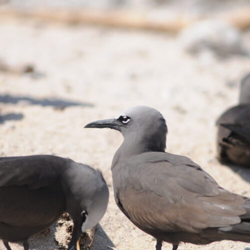 Common Noddy