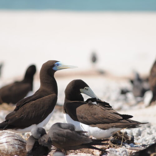 Michaelmas Cay