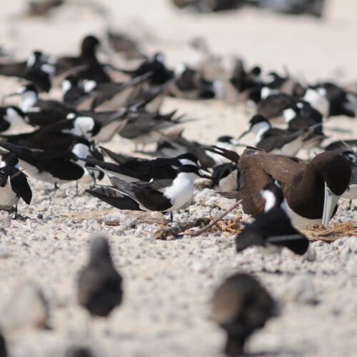 Sooty Tern