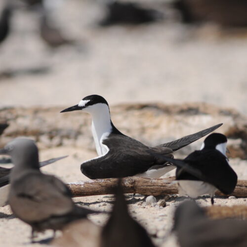 Sooty Tern