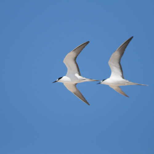 Sooty Tern