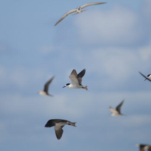 Sooty Tern