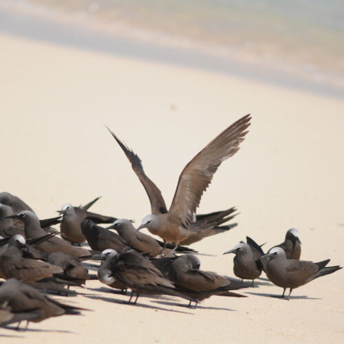 Michaelmas Cay