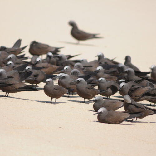 Common Noddy