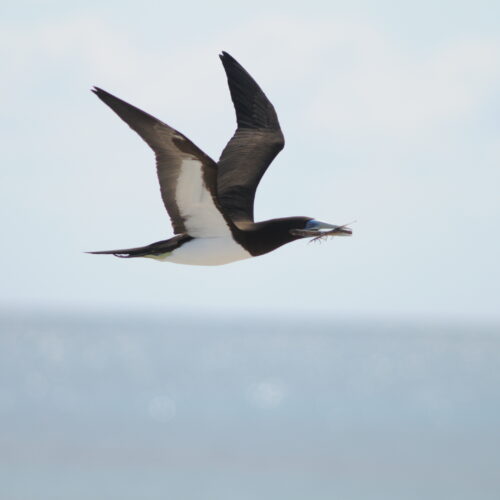 Brown Booby