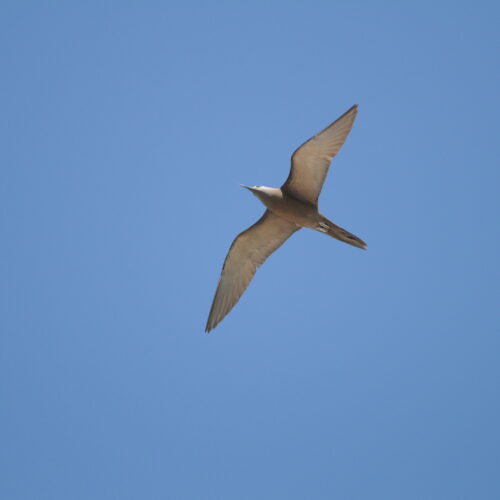 Common Noddy