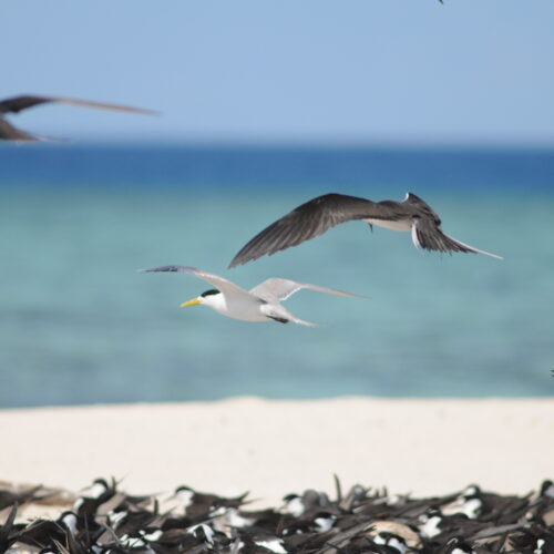 Crested Tern