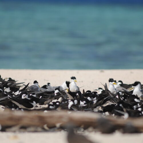 Crested Tern