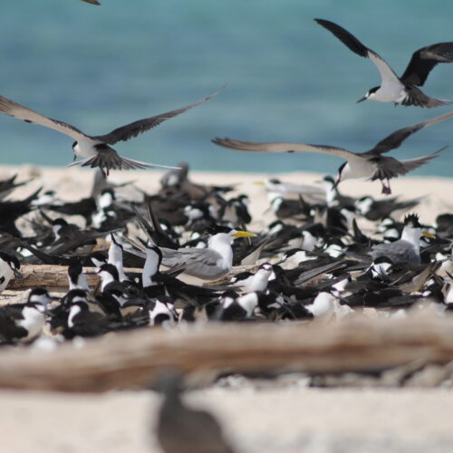 Michaelmas Cay